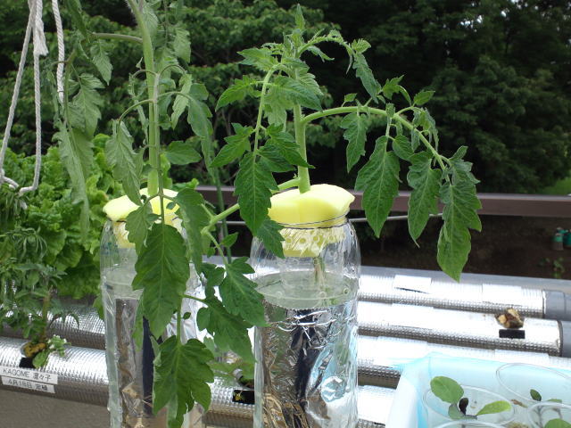 ペットボトル簡易水耕栽培容器にトマトのわき芽をセット 水耕栽培でフーデニング
